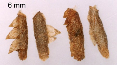 Coleophora serratella