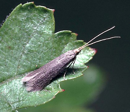 Adult • Studham, Bedfordshire • © Charles Baker