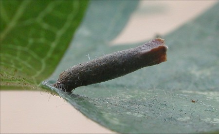 Apple & Plum Case-bearer Coleophora spinella