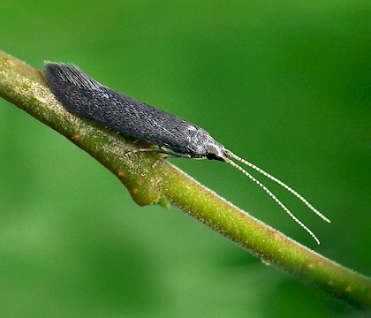 Adult • Ex larva Glapthorn, Northants. Gen Det. • © Patrick Clement
