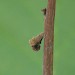 Larval case on Corylus • © Tom Sleep