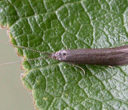 Adult • Cromwell Bottom NR, West Yorkshire • © Ian Kimber