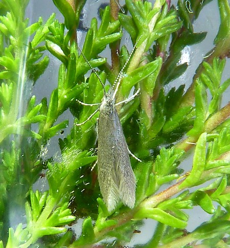 Coleophora vitisella