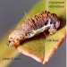 Larval case • Fully developed larval case and larva. April. On Vaccinium vitis-idaea. Pennines, Cheshire. Leg. Steve Hind • © Ian Smith