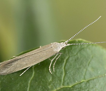 Adult • Nieder?sterreich, Austria, reared from larva • © Peter Buchner