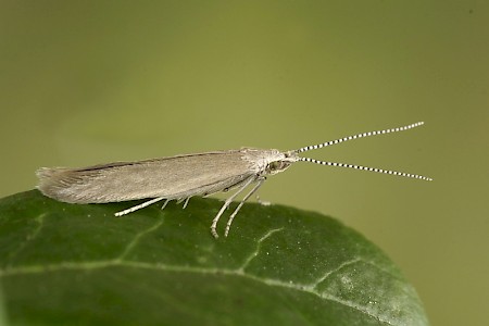 Coleophora glitzella