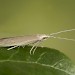 Adult • Nieder?sterreich, Austria. Reared from larva • © Peter Buchner