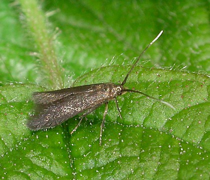 Adult • ex. larva on Rubus, Crackley Wood, Warks. • © Martin Kennard