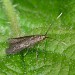 Adult • ex. larva on Rubus, Crackley Wood, Warks. • © Martin Kennard