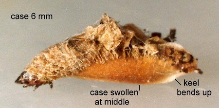 Coleophora violacea