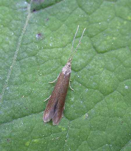 Coleophora binderella