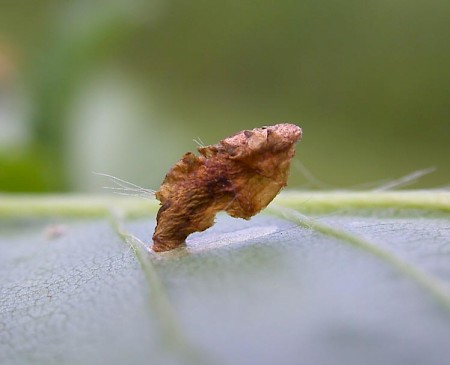 Coleophora binderella