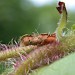 Larval case • On Corylus, Denham, E. Suffolk • © Nigel Whinney