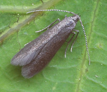 Adult • ex. Larva on Lonicera xylosteum, Erkner, Berlin, Germany; leg. J. Langmaid • © Ian Thirlwell