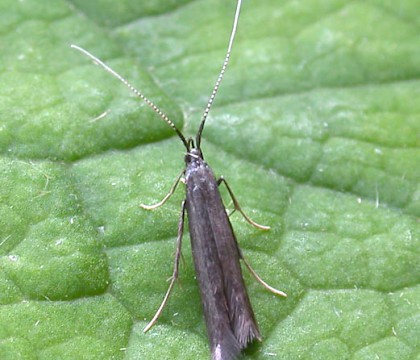 Adult • Denham, East Suffolk. Gen. det. N. Whinney • © Nigel Whinney