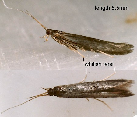 Coleophora albitarsella