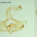 Male genitalia • Male genitalia from imago reared from larva on Origanum vulgare. Montgomeryshire. Leg. I.F. Smith. Gen.det. S.Farrell • © Shane Farrell