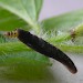Larva • On Origanum vulgare. Early May. Montgomeryshire. • © Ben Smart