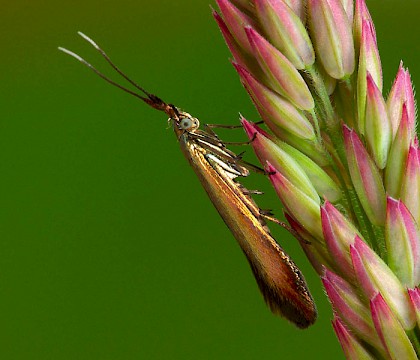 Adult • Ex larva, Berrow, Somerset • © Patrick Clement