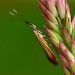 Adult • Ex larva, Berrow, Somerset • © Patrick Clement