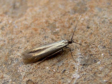 Large Clover Case-bearer Coleophora trifolii