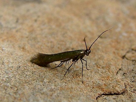 Large Clover Case-bearer Coleophora trifolii