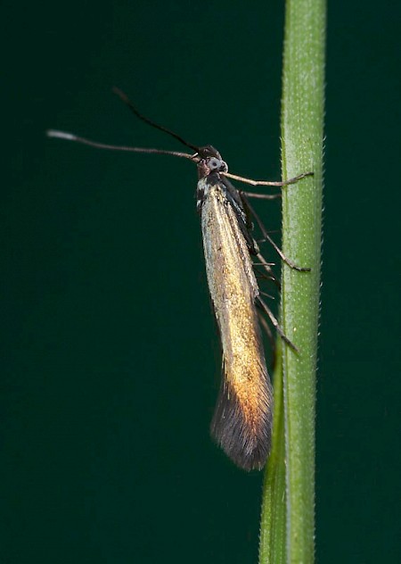 Coleophora frischella