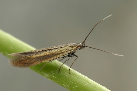 Coleophora frischella