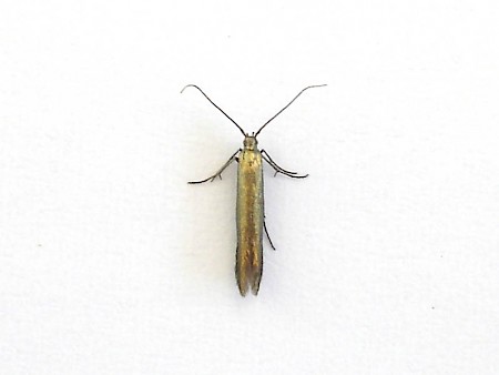 Clover Case-bearer Coleophora alcyonipennella