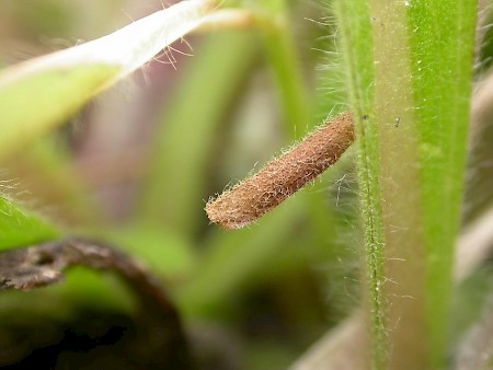 Coleophora conyzae