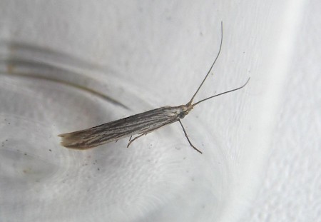 Coleophora calycotomella