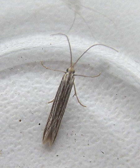 Coleophora calycotomella