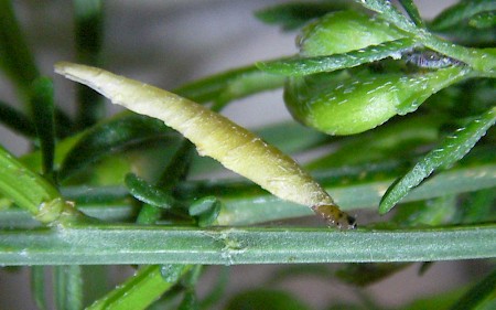 Coleophora calycotomella