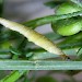 Larva • Almeria, Spain • © Pete & Ginny Clarke