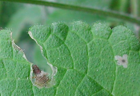 Coleophora lineolea