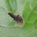Larval case • Larval case on Stachys sylvatica, May • © Robert Homan