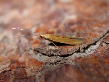 Coleophora lithargyrinella