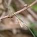 Larval case • Barbadoes Hill, Gwent • © David Slade