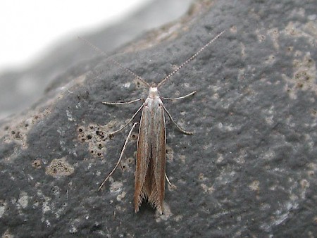 Coleophora discordella