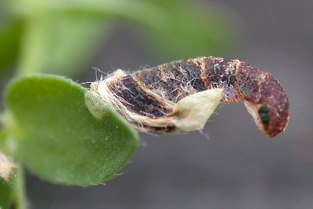 Coleophora discordella