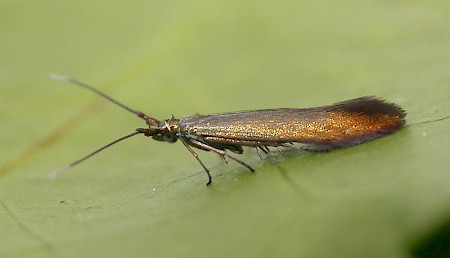 Coleophora deauratella