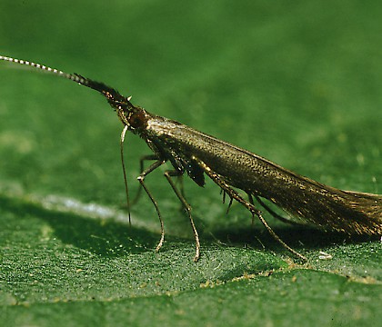 Adult • Studham, Bedfordshire • © Charles Baker