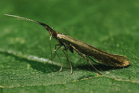 Coleophora mayrella