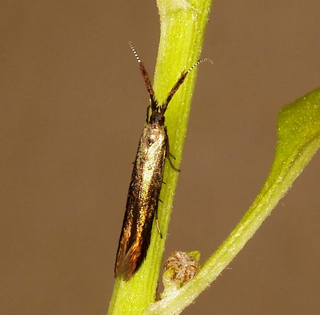 Coleophora mayrella