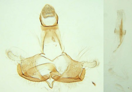 Coleophora albidella