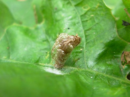 Coleophora kuehnella