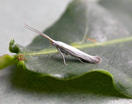 Coleophora ibipennella