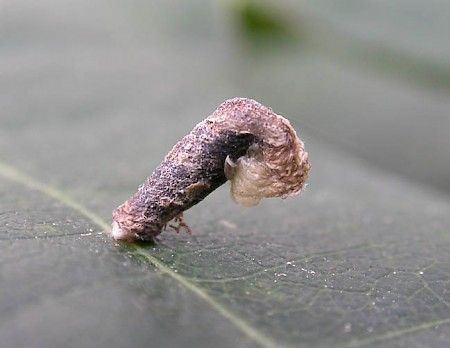 Coleophora ibipennella