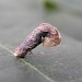 Larval case • Carnac, France • © Ian Kimber