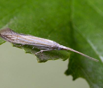 Adult • ex. larva, W. Yorkshire, leg. P. Talbot • © Ian Kimber
